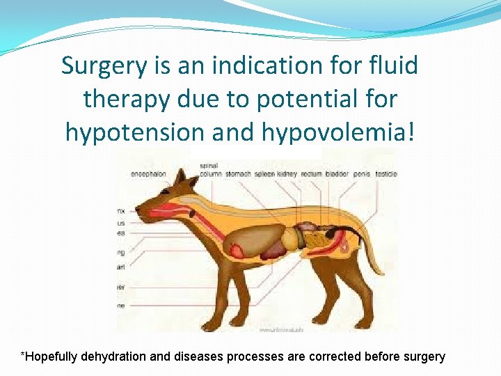 Surgery is an indication for fluid therapy due to potential for hypotension and hypovolemia!