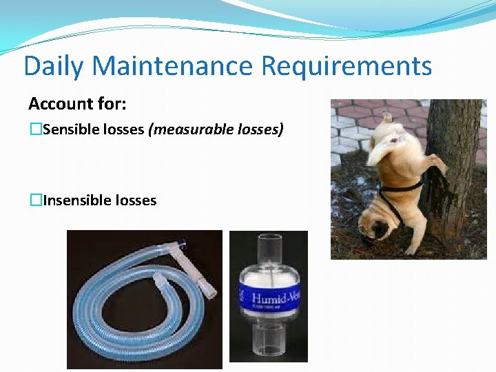 Daily Maintenance Requirements Account for: �Sensible losses (measurable losses) �Insensible losses 