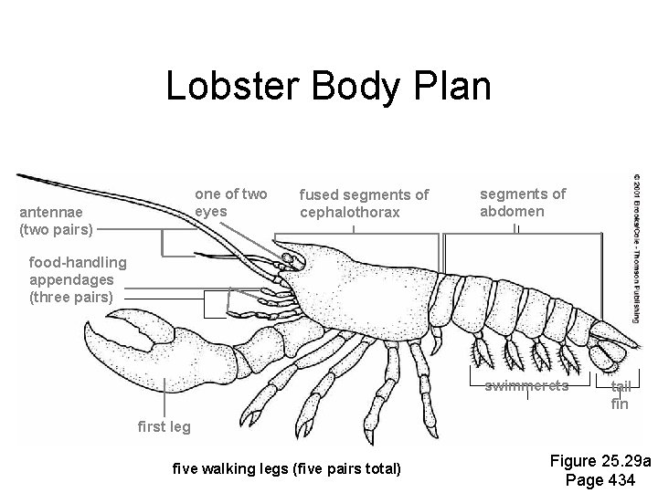 Lobster Body Plan one of two eyes antennae (two pairs) fused segments of cephalothorax