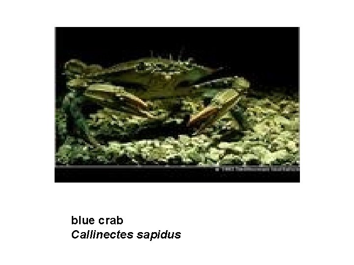 blue crab Callinectes sapidus 