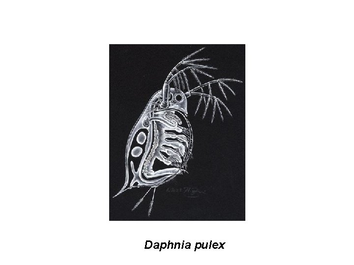 Daphnia pulex 