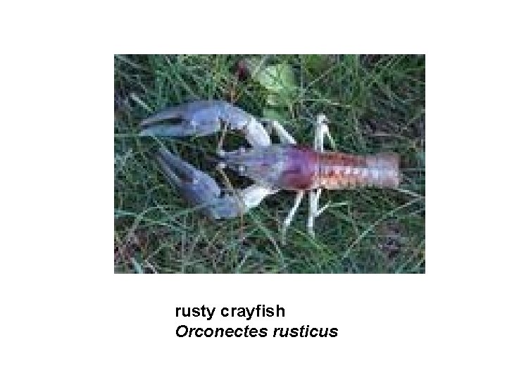rusty crayfish Orconectes rusticus 