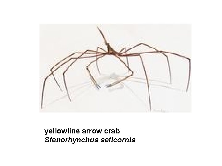 yellowline arrow crab Stenorhynchus seticornis 