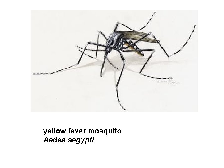 yellow fever mosquito Aedes aegypti 
