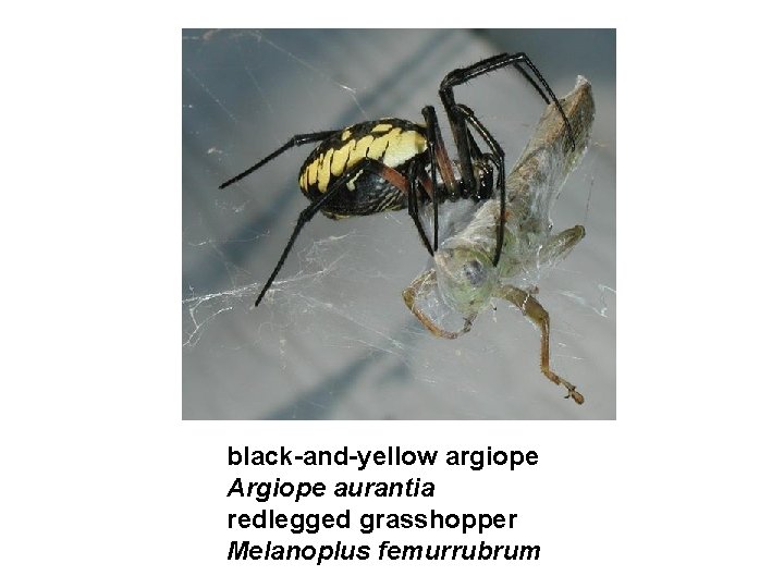 black-and-yellow argiope Argiope aurantia redlegged grasshopper Melanoplus femurrubrum 