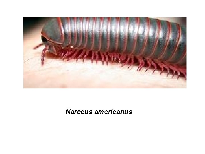 Narceus americanus 