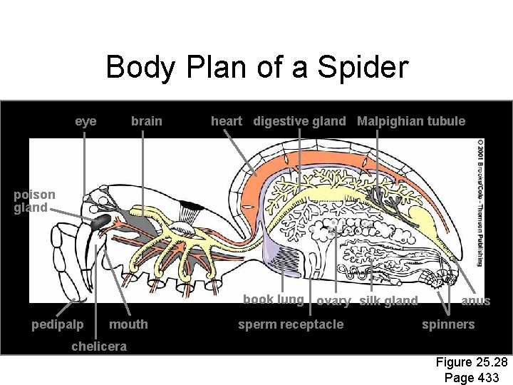 Body Plan of a Spider eye brain heart digestive gland Malpighian tubule poison gland