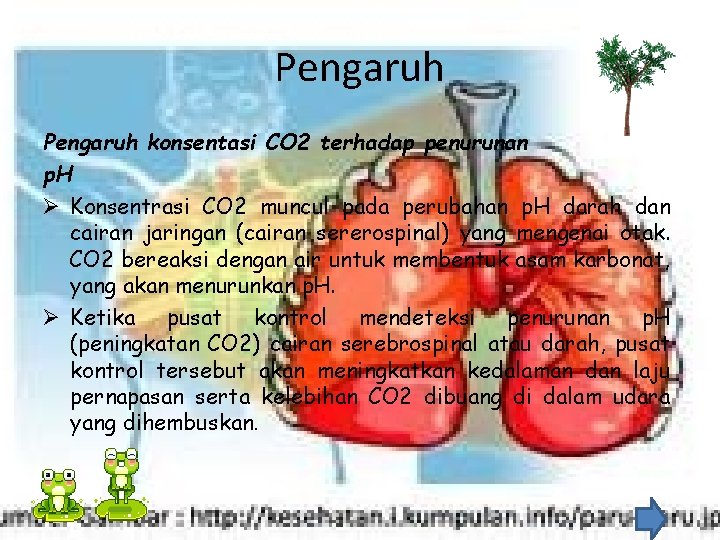 Pengaruh konsentasi CO 2 terhadap penurunan p. H Ø Konsentrasi CO 2 muncul pada Pengaruh konsentasi CO 2 terhadap penurunan p. H Ø Konsentrasi CO 2 muncul pada