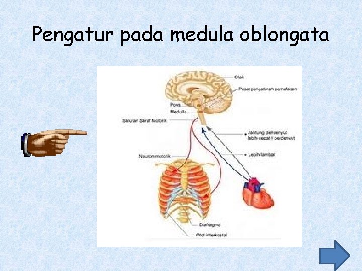 Pengatur pada medula oblongata Pengatur pada medula oblongata