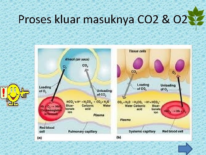 Proses kluar masuknya CO 2 & O 2 Proses kluar masuknya CO 2 & O 2