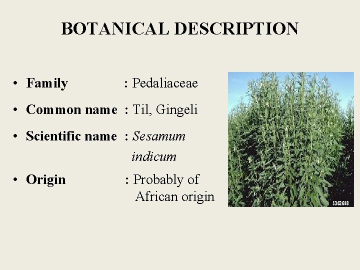 BOTANICAL DESCRIPTION • Family : Pedaliaceae • Common name : Til, Gingeli • Scientific BOTANICAL DESCRIPTION • Family : Pedaliaceae • Common name : Til, Gingeli • Scientific