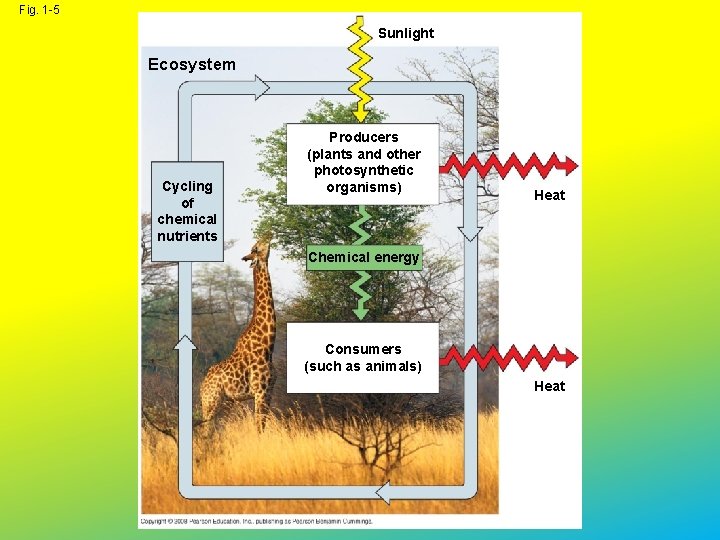 Fig. 1 -5 Sunlight Ecosystem Cycling of chemical nutrients Producers (plants and other photosynthetic