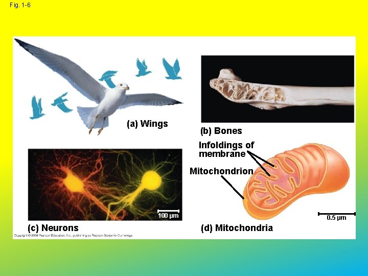 Fig. 1 -6 (a) Wings (b) Bones Infoldings of membrane Mitochondrion 100 µm (c)