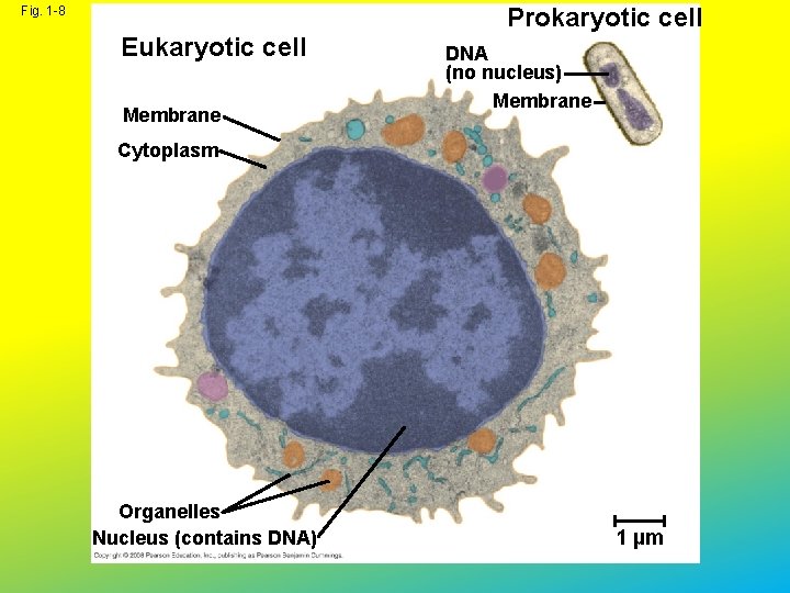Prokaryotic cell Fig. 1 -8 Eukaryotic cell Membrane DNA (no nucleus) Membrane Cytoplasm Organelles