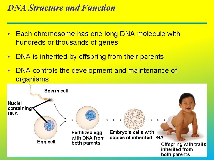 DNA Structure and Function • Each chromosome has one long DNA molecule with hundreds