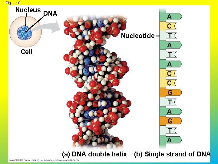 Fig. 1 -10 Nucleus DNA Nucleotide Cell (a) DNA double helix (b) Single strand