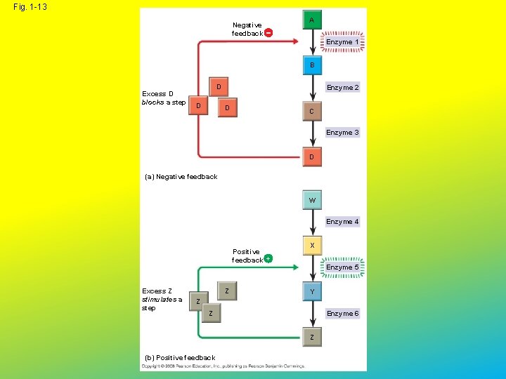 Fig. 1 -13 Negative feedback A Enzyme 1 B Excess D blocks a step