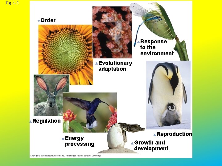 Fig. 1 -3 Order Response to the environment Evolutionary adaptation Regulation Energy processing Reproduction
