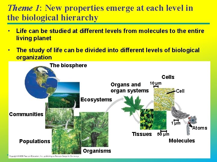 Theme 1: New properties emerge at each level in the biological hierarchy • Life