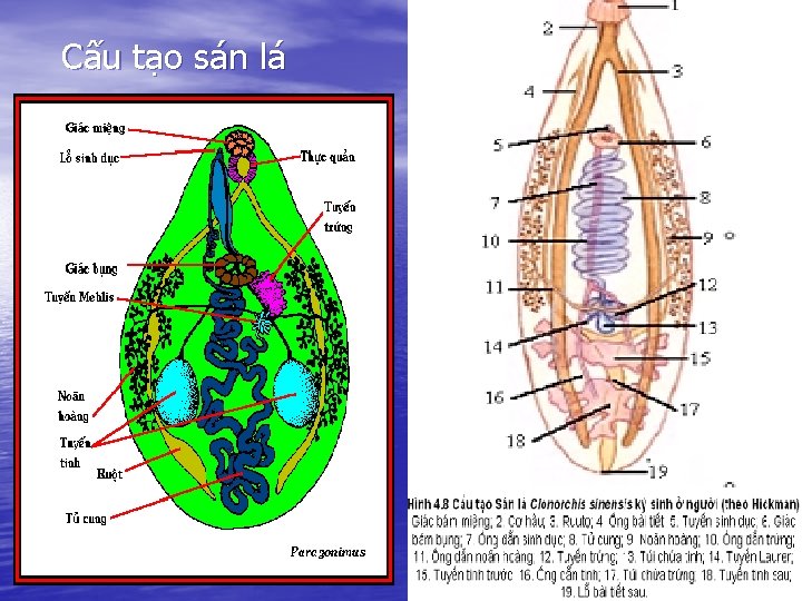 Cấu tạo sán lá 