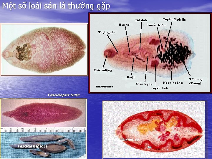 Một số loài sán lá thường gặp Fasciolopsis buski Paragonimus sp. Fasciola hepatica 