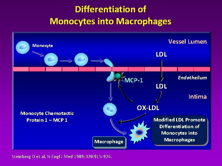 Differentiation of Monocytes into Macrophages Vessel Lumen Monocyte LDL MCP-1 Endothelium LDL Intima OX-LDL