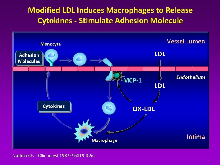 Modified LDL Induces Macrophages to Release Cytokines - Stimulate Adhesion Molecule Vessel Lumen Monocyte