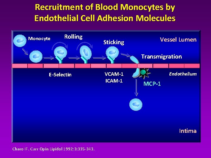 Recruitment of Blood Monocytes by Endothelial Cell Adhesion Molecules Monocyte Rolling Sticking Vessel Lumen