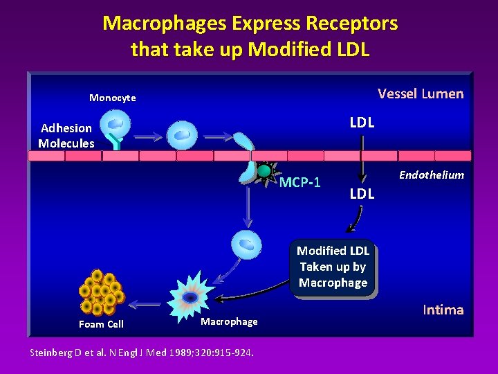 Macrophages Express Receptors that take up Modified LDL Vessel Lumen Monocyte LDL Adhesion Molecules