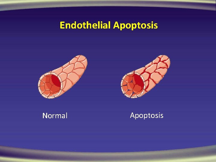 Endothelial Apoptosis Normal Apoptosis 