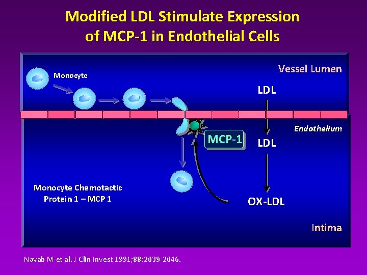 Modified LDL Stimulate Expression of MCP-1 in Endothelial Cells Vessel Lumen Monocyte LDL MCP-1