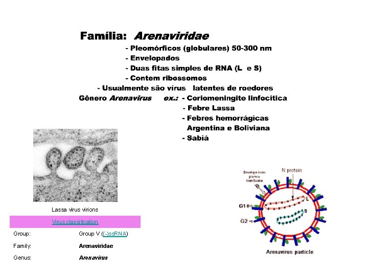 Lassa virus virions Virus classification Group: Group V ((-)ss. RNA) Family: Arenaviridae Genus: Arenavirus