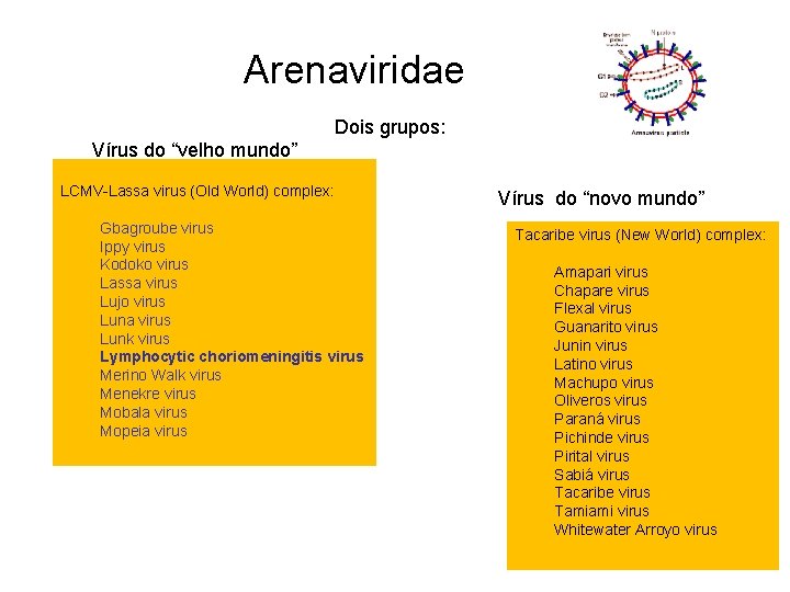 Arenaviridae Dois grupos: Vírus do “velho mundo” LCMV-Lassa virus (Old World) complex: Gbagroube virus