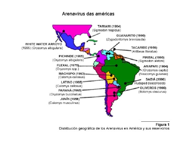 Arenavírus das américas 