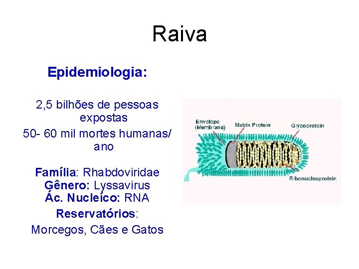 Raiva Epidemiologia: 2, 5 bilhões de pessoas expostas 50 - 60 mil mortes humanas/