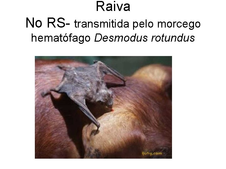 Raiva No RS- transmitida pelo morcego hematófago Desmodus rotundus 