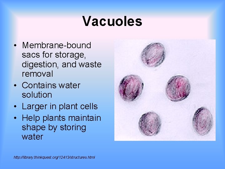 Vacuoles • Membrane-bound sacs for storage, digestion, and waste removal • Contains water solution