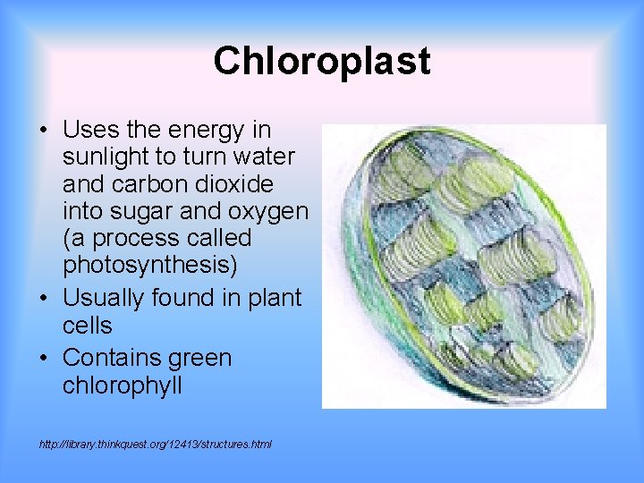 Chloroplast • Uses the energy in sunlight to turn water and carbon dioxide into
