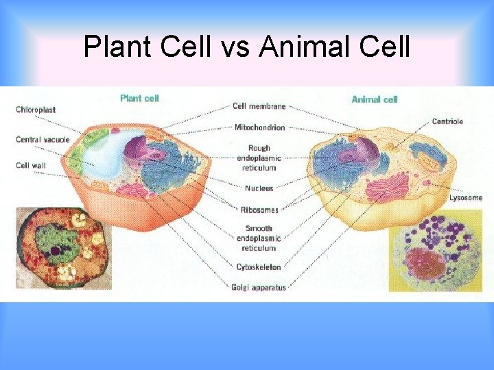 Plant Cell vs Animal Cell 