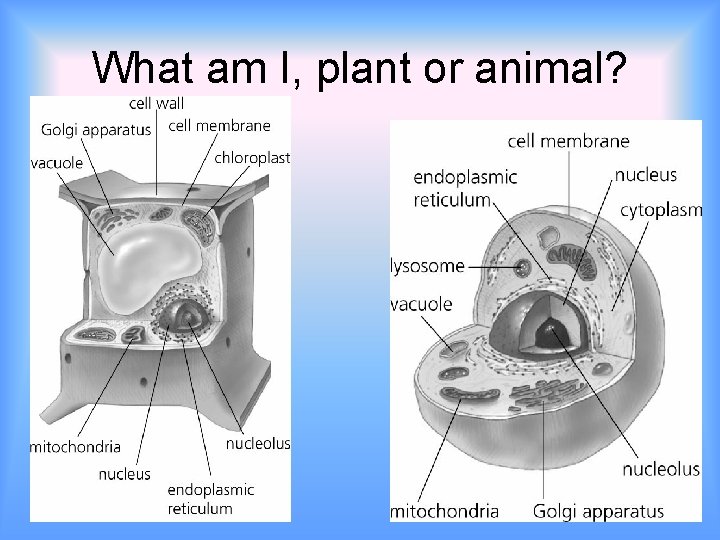 What am I, plant or animal? 