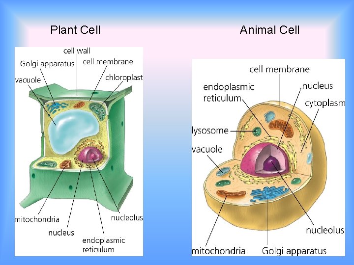 Plant Cell Animal Cell 