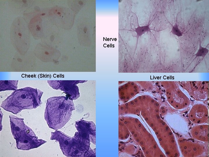 Nerve Cells Cheek (Skin) Cells Liver Cells 