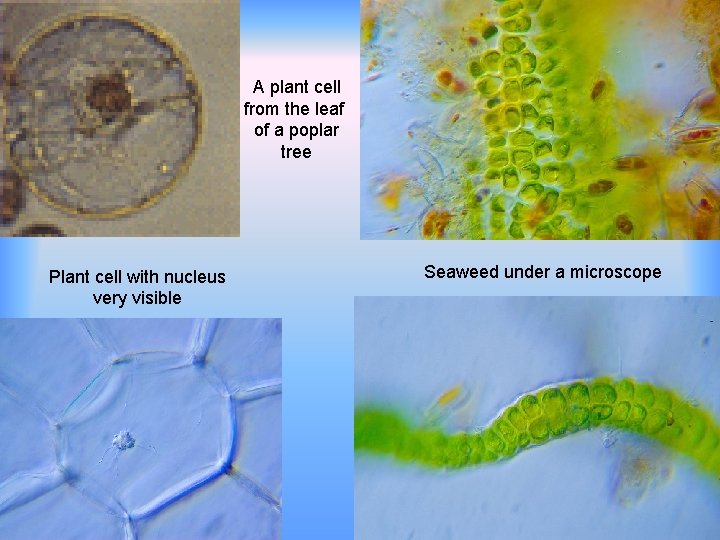 A plant cell from the leaf of a poplar tree Plant cell with nucleus