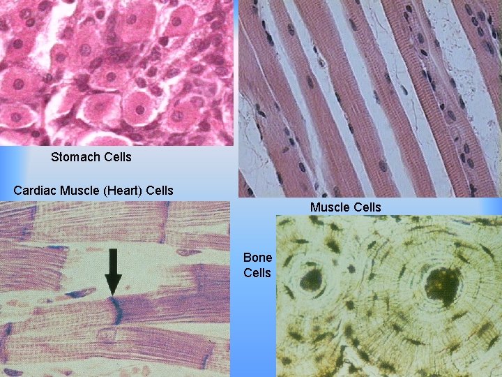 Stomach Cells Cardiac Muscle (Heart) Cells Muscle Cells Bone Cells 