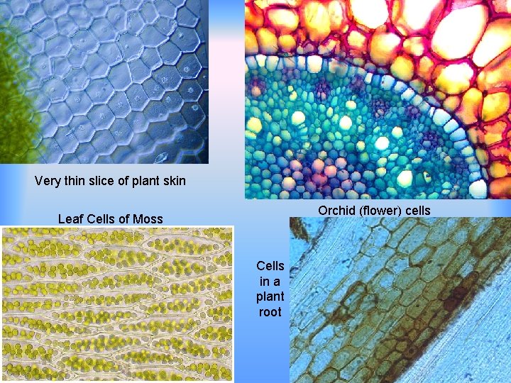 Very thin slice of plant skin Orchid (flower) cells Leaf Cells of Moss Cells