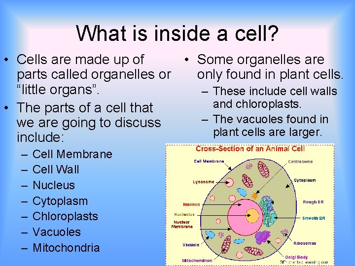 What is inside a cell? • Cells are made up of • Some organelles
