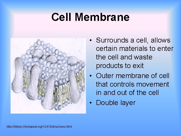 Cell Membrane • Surrounds a cell, allows certain materials to enter the cell and