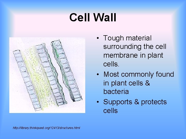 Cell Wall • Tough material surrounding the cell membrane in plant cells. • Most