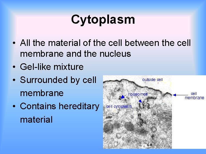 Cytoplasm • All the material of the cell between the cell membrane and the