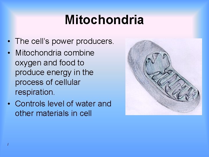 Mitochondria • The cell’s power producers. • Mitochondria combine oxygen and food to produce